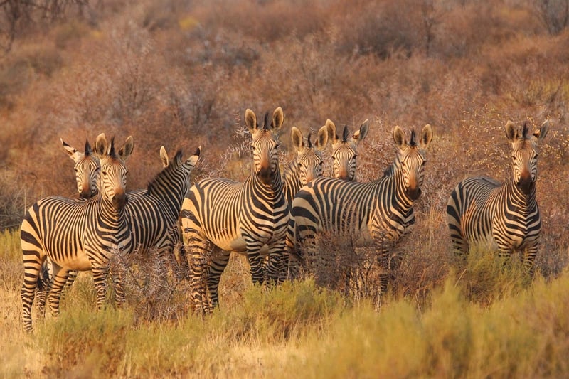 Safari Tent in the African Wilderness